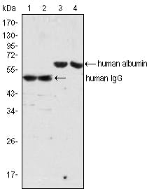 human IgG