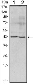 Apoa5