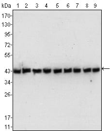 beta-Actin